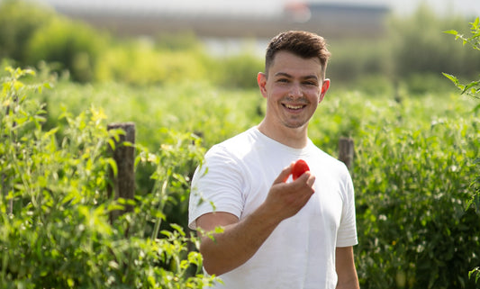 Die besten Tomaten für die perfekte Pizza