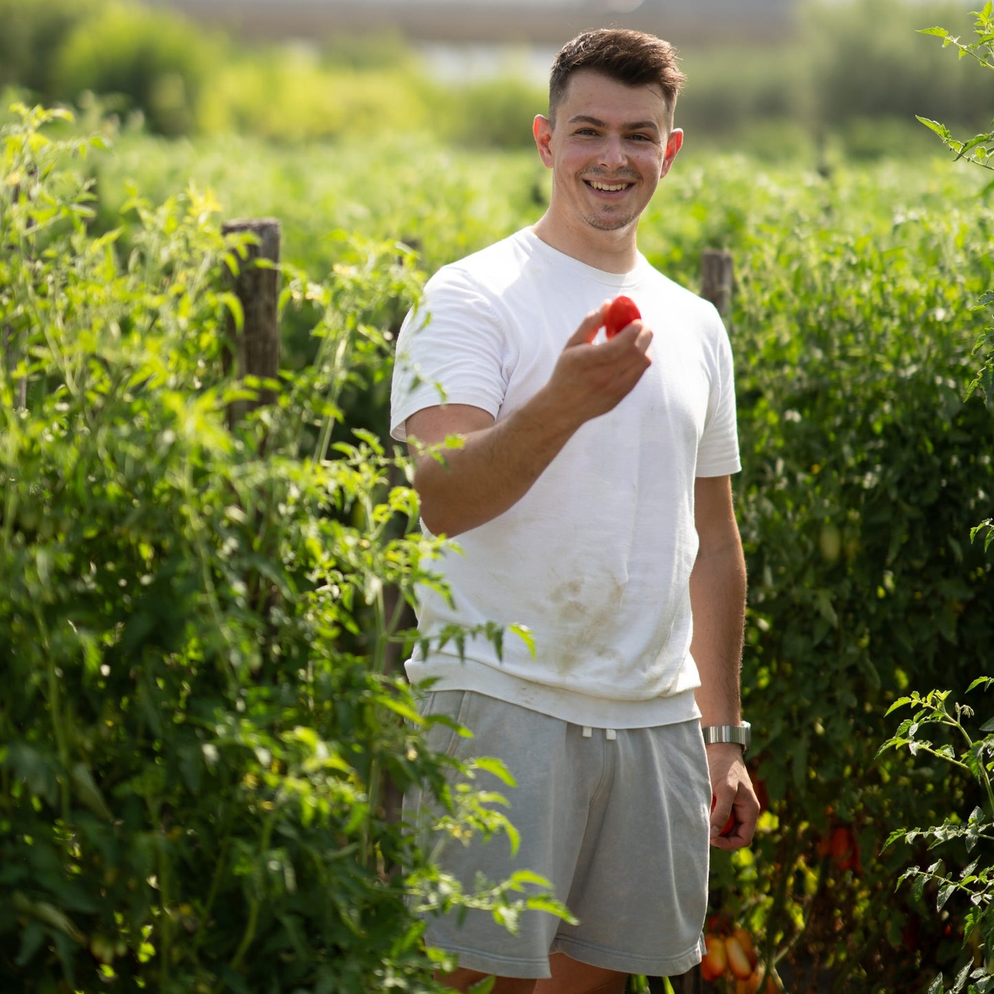 Gustarosso San Marzano Tomaten DOP